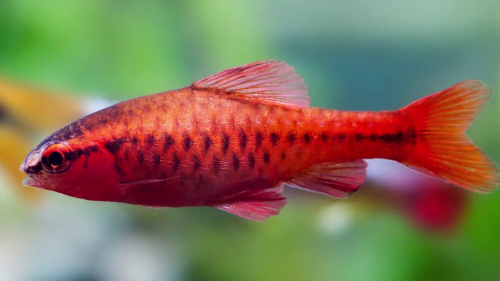 Cherry Barb